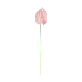 Art Flower Anthurium  Pink