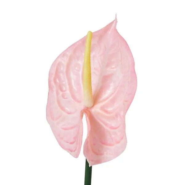 Art Flower Anthurium  Pink