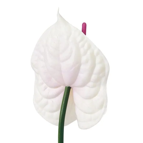 Art Flower Anthurium  Purple