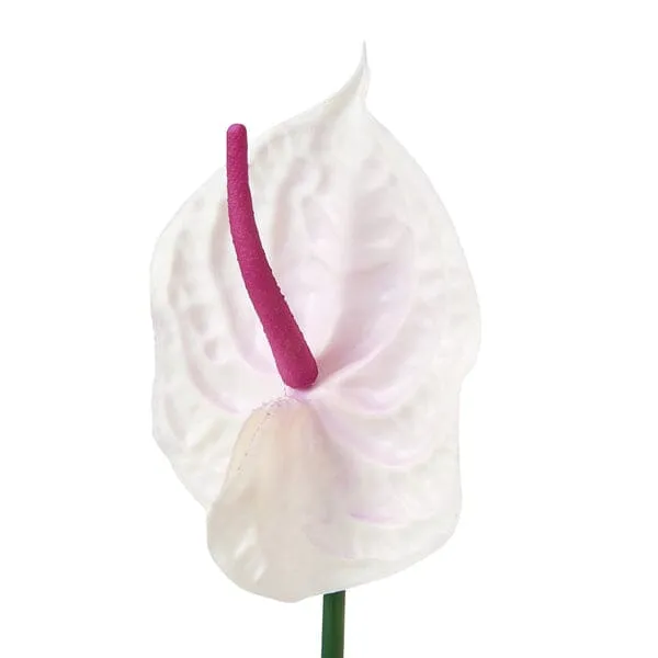 Art Flower Anthurium  Purple