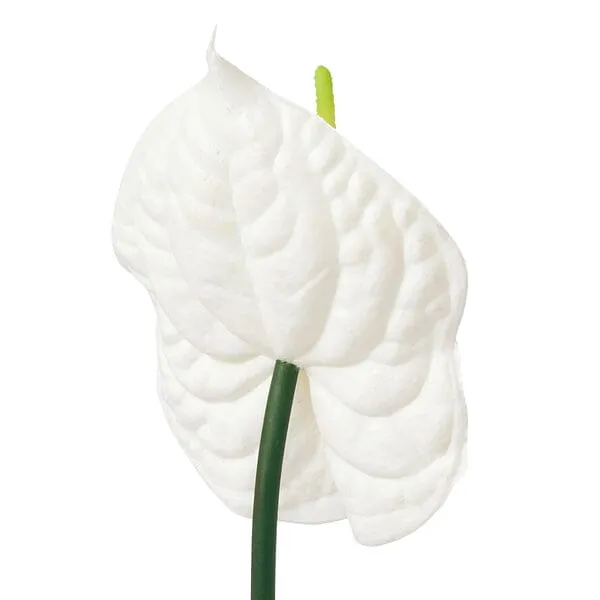 Art Flower Anthurium  White